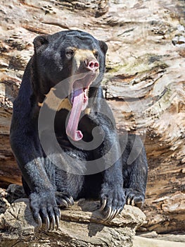 Malayan sun bear, Helarctos malayanus, has an extremely long language photo