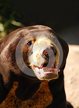 Malayan sun bear (Helarctos malayanus) head. Portrait of a honey bear, beruang madu. Zoo Madrit, Spain. Theme park