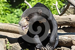 Malayan sun bear, Helarctos malayanus, hearts on the ground and sticks out its tongue