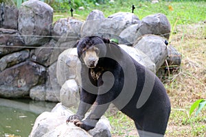 Malayan sun bear or Helarctos malayanus. photo