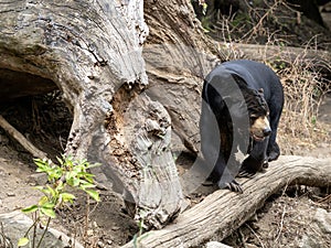 Malayan sun bear, Helarctos malayanus, moves deftly along the trunk