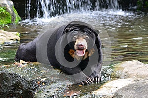 Malayan Sun Bear Helarctos malayanus in nature