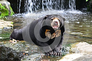 Malayan Sun Bear Helarctos malayanus in nature