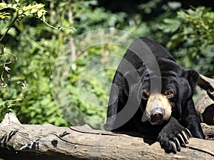 Malayan sun bear, Helarctos malayanus, resting on a dry trunk