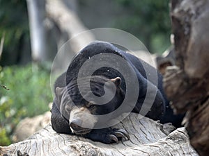 Malayan sun bear, Helarctos malayanus, resting on a huge tree trunk
