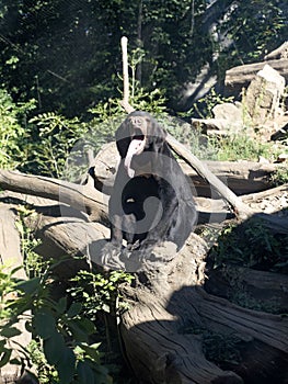 Malayan sun bear, Helarctos malayanus, sits on a log with its tongue out