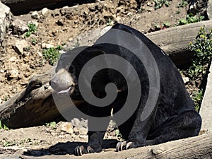 Malayan sun bear, Helarctos malayanus, sits on a trunk and observes the landscape