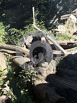 Malayan sun bear, Helarctos malayanus, sits on a trunk and observes the surroundings