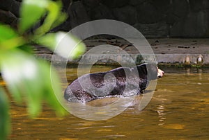 Malayan sun bear or Helarctos malayanus swimming in the water.