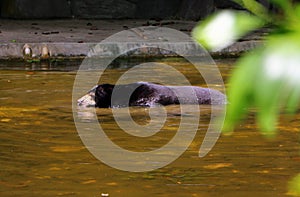 Malayan sun bear or Helarctos malayanus swimming in the water.