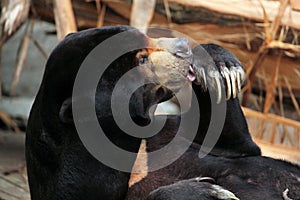 Malayan sun bear (Helarctos malayanus). photo