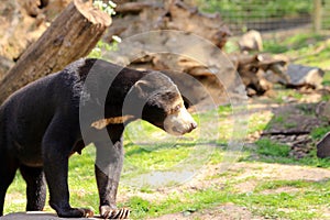 Malayan Sun bear, Helarctos malayanus in a zoo