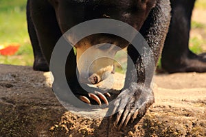 Malayan Sun bear, Helarctos malayanus in a zoo