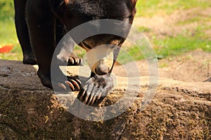 Malayan Sun bear, Helarctos malayanus in a zoo