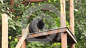 Malayan Sun bear, Honey bear, Bali Indonesia. Helarctos malayanus on wooden construction in the ZOO. Ursus malayanus on