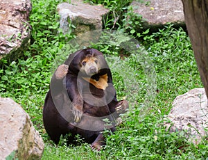 Malayan sun bear or honey bear in mating season photo