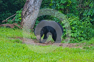 Malayan sun bear, Honey bear Ursus malayanus