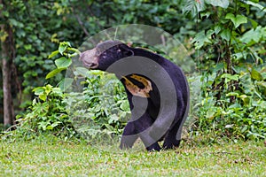 Malayan sun bear, Honey bear Ursus malayanus