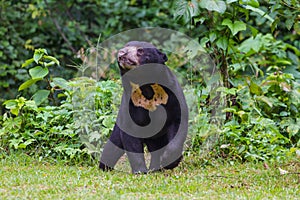 Malayan sun bear, Honey bear Ursus malayanus