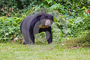 Malayan sun bear, Honey bear Ursus malayanus