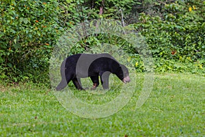 Malayan sun bear, Honey bear Ursus malayanus