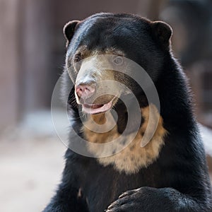 Malayan sun bear
