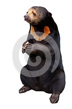 Malayan sun bear isolated on a white