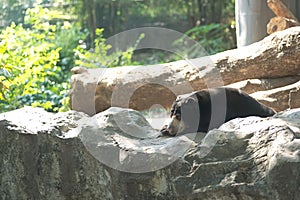 Malayan sun bear lay down