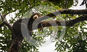 Malayan sun bear looking moody and tired, Sepilok, Borneo, Malaysia photo