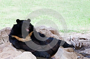 Malayan sun bear lying on ground in zoo use for zoology animals and wild life in nature forest photo