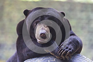 Malayan sun bear