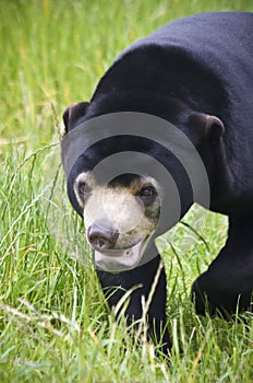 A Malayan Sun Bear Portrait, Helarctos malayanus