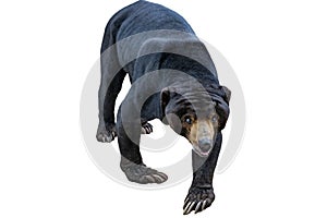Malayan sun bear portrait