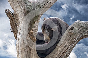 Malayan sun bear portrait while relaxing