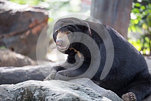 Malayan sun bear on