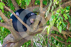 Malayan Sun Bear rolled-up sleeping in Treetop, Helarctos malayanus photo