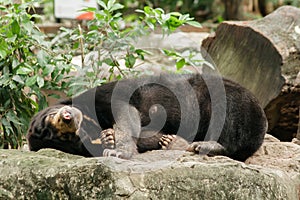 Malayan sun bear sleeping on a rock