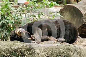 Malayan sun bear sleeping on a rock