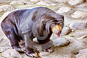 Malayan sun bear(smallest bear).