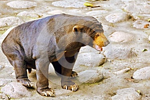 Malayan sun bear(smallest bear).