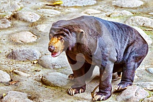 Malayan sun bear(smallest bear).