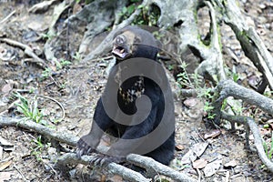 Malayan Sun Bear