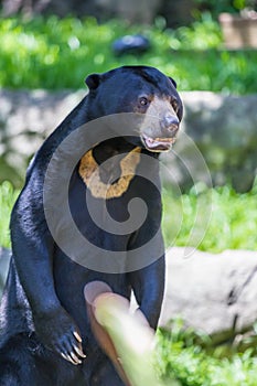 Malayan Sun Bear standing upright, Helarctos malayanus photo