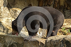 Malayan Sun Bear in zoo