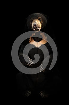 Malayan sunbear in dark background