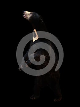 Malayan sunbear in the dark background