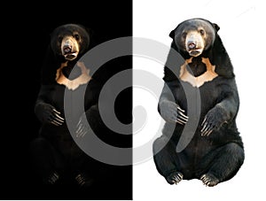 Malayan sunbear  in dark and white background