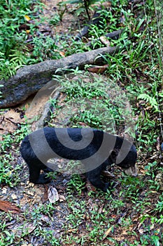 Malayan Sunbear Helarctos malayanus in the jungle, Sabah, Born photo