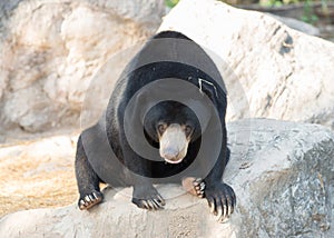 Malayan sunbear