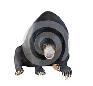 Malayan sunbear isolated